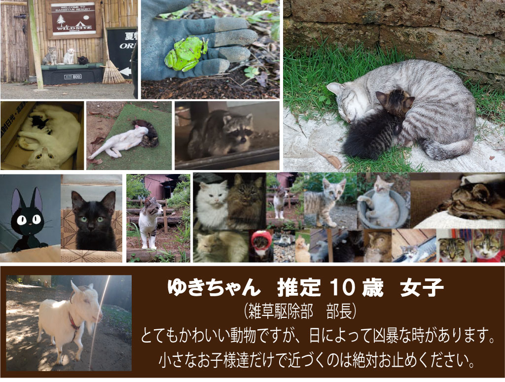 動物